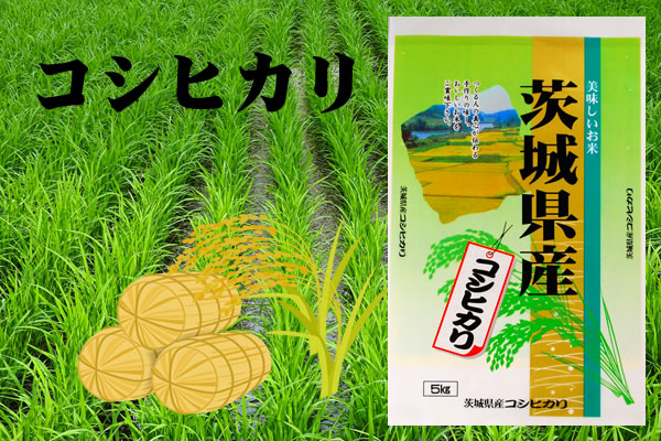 茨城県産コシヒカリ